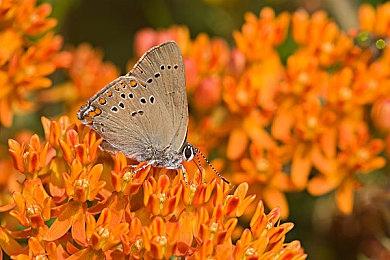 系列最快 《生化危机：村庄》全球销量突破一千万