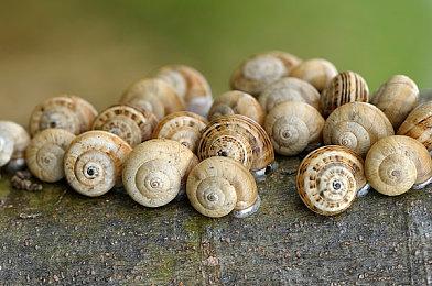 《奇异人生：双重曝光》预告片介绍摩西墨菲